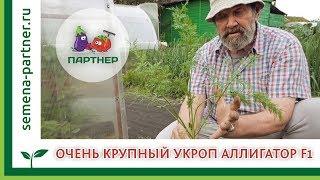 Очень крупный укроп АЛЛИГАТОР