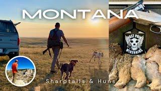 Montana '24, Shaptails & Huns