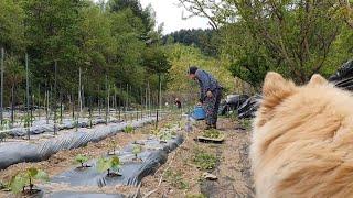 On a quiet spring day, planting beans and making rice cakes with the taste of grandpa's cooking~