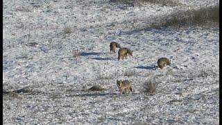 Coyote Hunting Suppressed COYOTES EVERYWHERE! (2024)