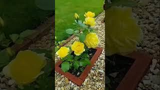 Бюджетные идеи для клумб