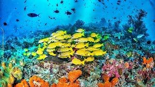 coral reef | coral reef documentary 4k | great barrier reef australia