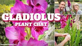 Gladiolus Plant Care | How to Care for Gladiolus