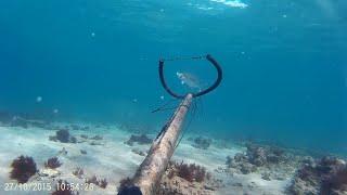 Pesca submarina Palometa a poca profundidad