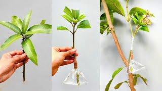 Mango grafting technique with WATER !! in February | how to graft mango tree in summer