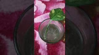 grow money plant in water glass#moneyplantinwater#trendingshorts#viralvideo#