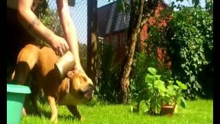 Amstaff Rufus.Old phone video test.