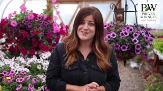Get Supertunias® from Proven Winners® for Beautiful Annuals that Perform All Season