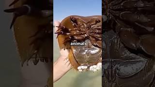 horseshoe crab: 450 million years living fossil older than dinosaurs  #wildlifefacts #animalfacts