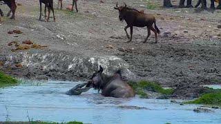 Crocodile Breaks Wildebeest's Jaw!