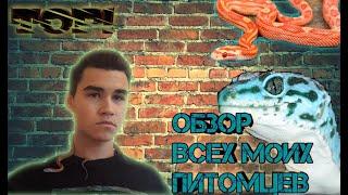 Все мои питомцы! Все мои  животные . Каких животных я содержу?