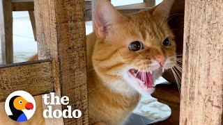 Cat Hates Everyone — Especially Children But She's Obsessed With Her Granddad  | The Dodo Cat Crazy