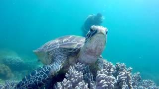 Apo Island - Katipanan. Philippines, Visayas