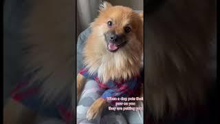 How to Stop Dog Barking 