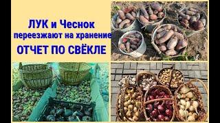 Мой урожай свёклы. Где хранить лук и чеснок. Что с клематисом?