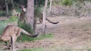 Savage Kangaroo Fight Round 2!!!!!!!