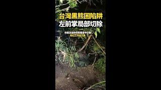 【陷阱悲劇】台灣黑熊困陷阱！左前掌遭局部切除 #Shorts
