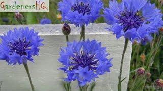 Centaurea cyanus (Cornflower) Growing Guide by Gardener's HQ