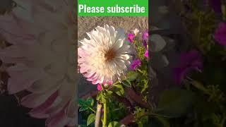 very beautiful flowers #flowers #viralvedio #shorts #shortvideo #short #creativetutorials