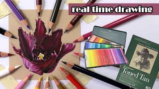 How to draw a realistic tulip flower with colored pencils step by step / real time drawing