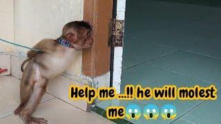 Mondi pranks his girlfriend#babymonkey #monpai