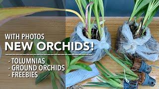 NEW ORCHIDS from Golden Bloom Orchids | Tolumnia | Spathoglottis/Ground Orchids | Mini Orchid Haul