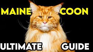 MAINE COON: We Asked 1000 Owners (2024 Guide)