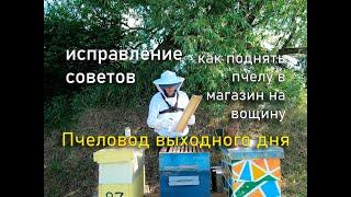 Как поднять пчелу в магазин на вощину. Исправление советов. Пчеловод Выходного Дня.