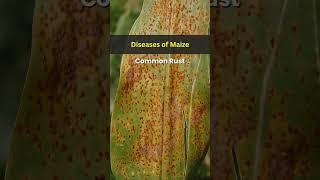 Disease of Maize #farming