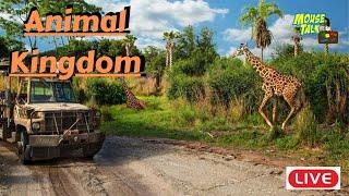  LIVE: Animal Kingdom Adventure | Walt Disney World Live Stream