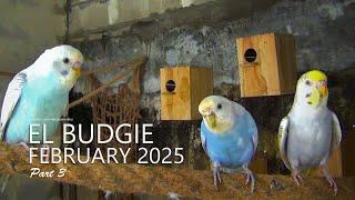 El Budgie: February 2025 - Some Eggs Have Hatched - Part 3