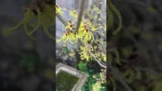 The Winter Garden Day 5 Hamamelis x intermedia ‘Arnold Promise’ #plants #garden #flowers