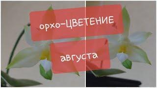 цветение ОРХИДЕЙ: недовольным подписчикам посвящается новый формат моих роликов