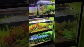 "Go Green Hobby" Aquarium Pet Shop in Kolkata | Corydora Catfish Haul! 