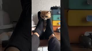 ТАНЦУЮЩИЙ КОТИК МИЛЫЙ КОТЁНОК ТАНЦУЕТ #meme #cats #котенок #тансующийкот #shorts #short #shortvideo