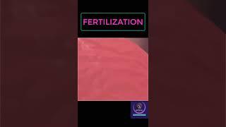 Fertilization Process #shorts #pregnancy #youtubeshorts