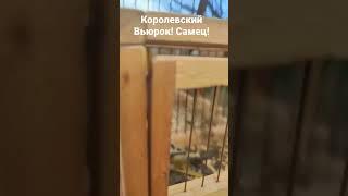 Королевский Вьюрок! самец!