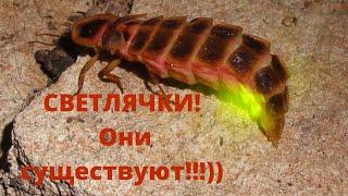 Светлячки! Они существуют!!!))