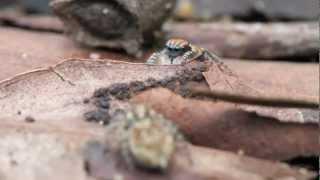 Peacock Spider 2 (Maratus tasmanicus)