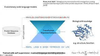 Alexander Rives - Evolutionary Scale Language Models