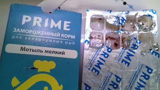 КОРМЛЕНИЕ РЫБОК МОТЫЛЕМ PRIME