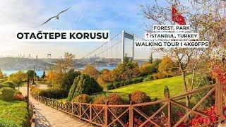 Otağtepe Korusu I Beykoz, İstanbul I Walking Tour I 4K60FPS #travel #walkingtour #otagtepe #beykoz