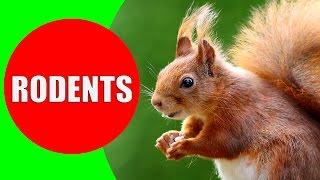 Rodent Sounds for Kids to Learn - Rodents Documentary with 18 Different Types of Rodents