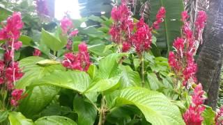 Tropical Flowers at Sunken Gardens St Petersburg FL