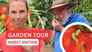 INSECT EXPERT tours my veggie patch - 13 hidden pests & predators!Organic Pest Control Tips Aus