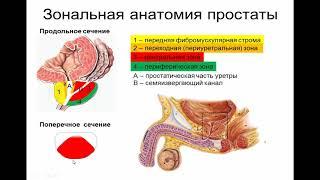 Ультразвуковая анатомия предстательной железы