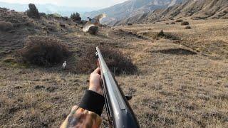 KEKLİK VE TAVŞAN AVI.ShotKam.tavşanı derede bulduk.#keklik #tavşanavı#partridge #partridgehunting