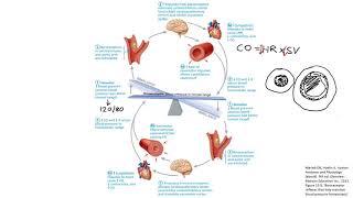 Baroreceptor Reflex