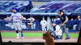 Snips watching baseball