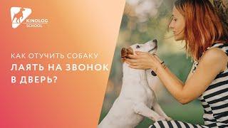 Как отучить собаку лаять на звонок в дверь?